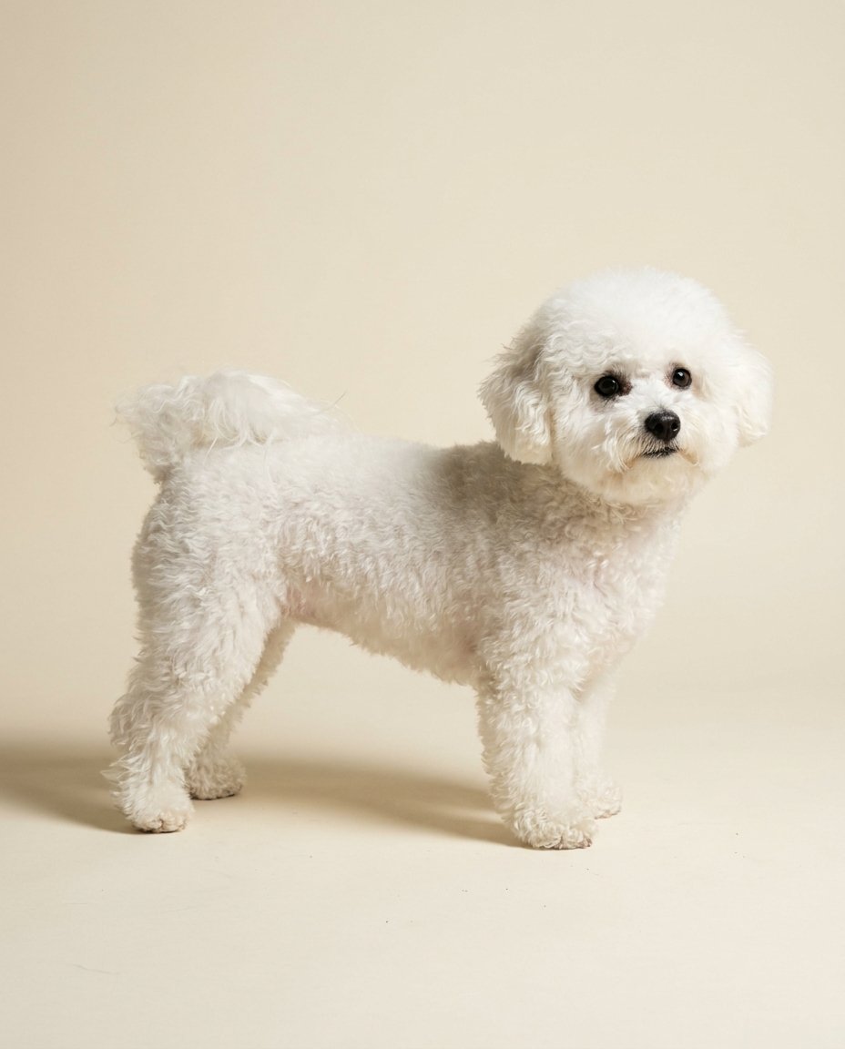 Bichon à poil frisé blanc debout de trois quarts sur fond ivoire